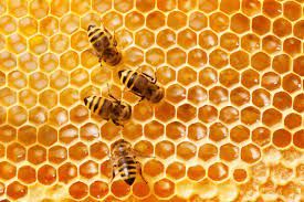 Honeybees and Beekee