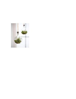 Mini Terrariums