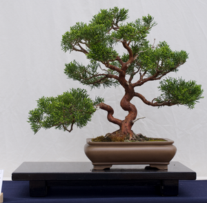 Bonsai Workshop: Gro