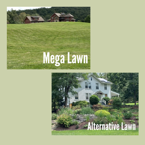 Alternatives to Lawn
