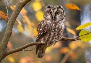NJ Owls