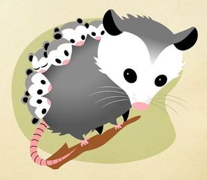 All About Opossums w