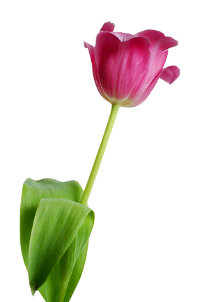 Mother’s Day C