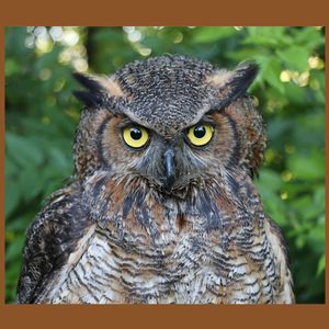 Amazing Owls: Meet a