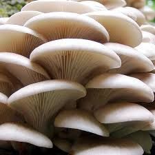 Mushroom Magic: Grow