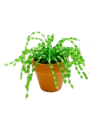 Beaded Plants/Planta Beaded Plants/Planta