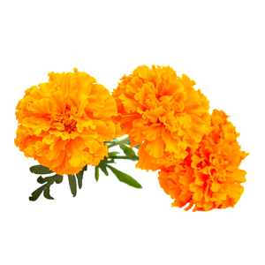Make a Marigold Craf