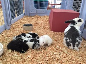 Books and Bunnies