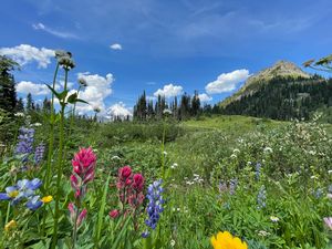 Wild by Design: A Ga