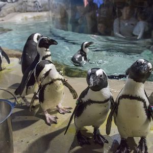 Penguin Visit - Sess