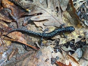 Great Swamp Outdoor 