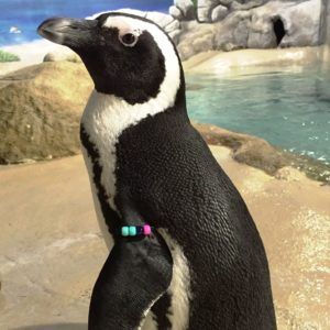 Penguin Visit - Sess