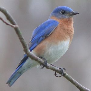 Great Backyard Bird 