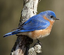 Lunch & Learn: Birds