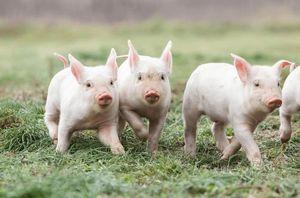 Storytime: Baby Farm