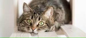 BGBG: The Guest Cat