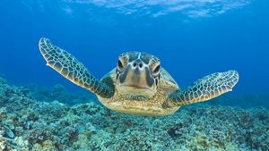 Storytime: Turtles T