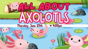 All About Axolotls!