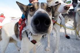 Indoor Iditarod
