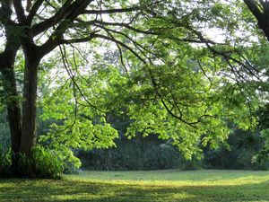 Boyce Park Virtual N
