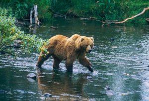 PP- FAT BEAR WEEK!