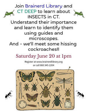 Insects in CT!!